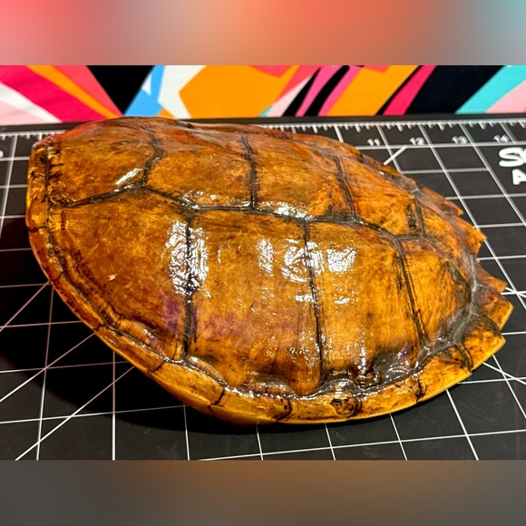 Natural Oddities Large Authentic Turtle Shell - Picture 4 of 11